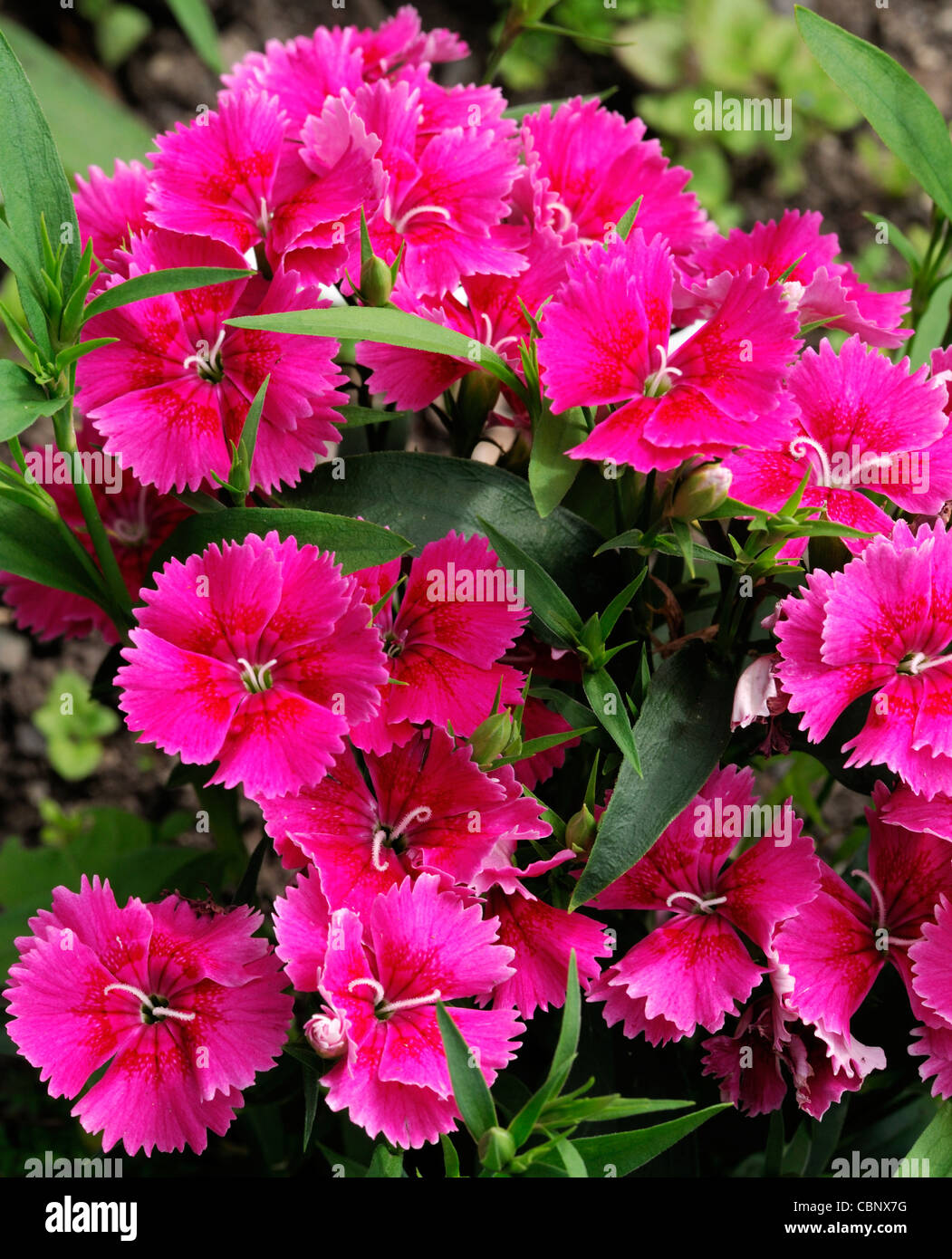 Dianthus ideale wählen Sie Himbeere Chinensis X Barbatus winterhart