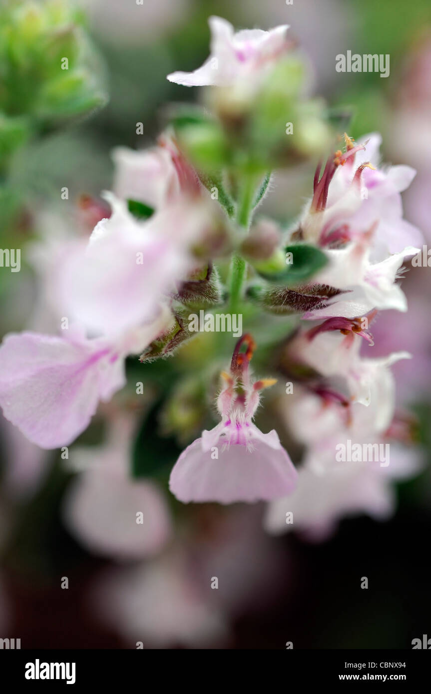 Teucrium webbianum Fotos und Bildmaterial in hoher Auflösung Alamy