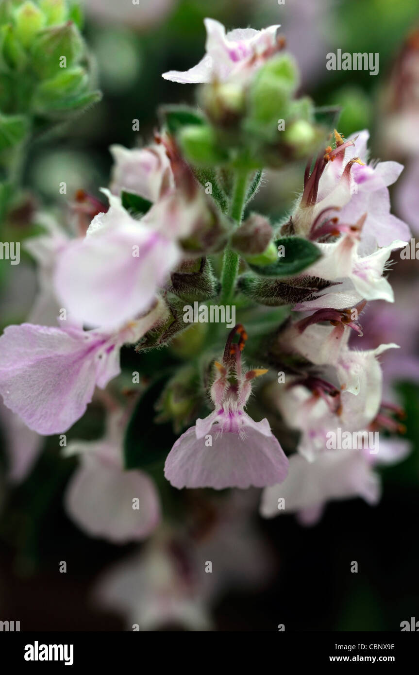 Teucrium webbianum Fotos und Bildmaterial in hoher Auflösung Alamy