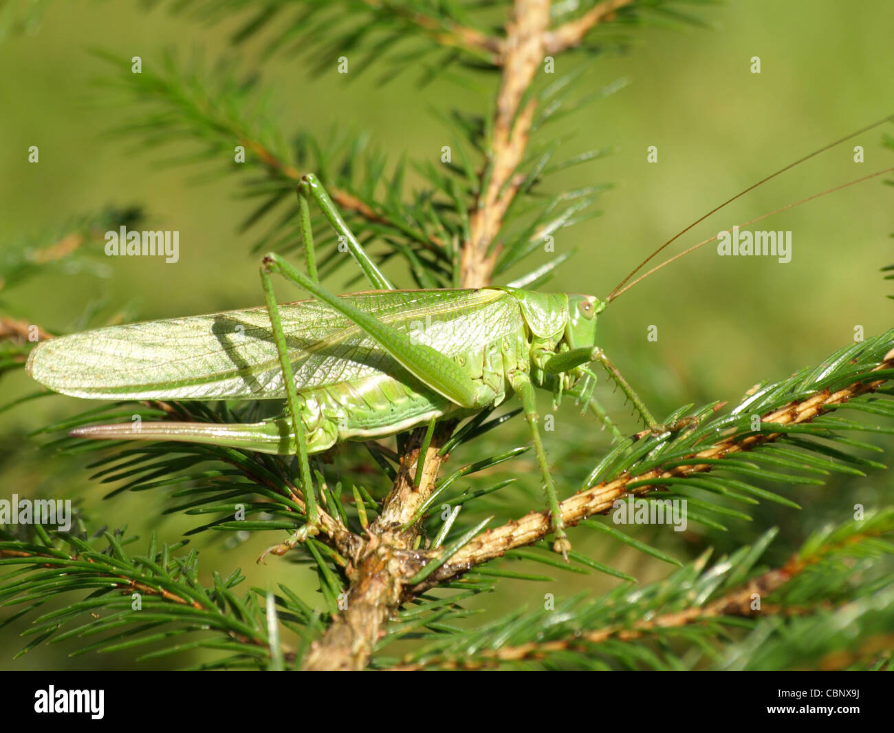 Große grüne Bush-Cricket / Tettigonia Viridissima / Grünes Heupferd Stockfoto