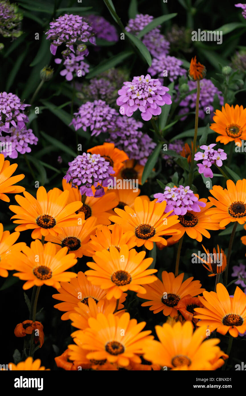 Dimorphotheca Aurantiaca Frühjahr Flash Orange Herbers halb winterhart jährlich im Sommer gelbe Blumen Blüten Pflanzenblüten Stockfoto