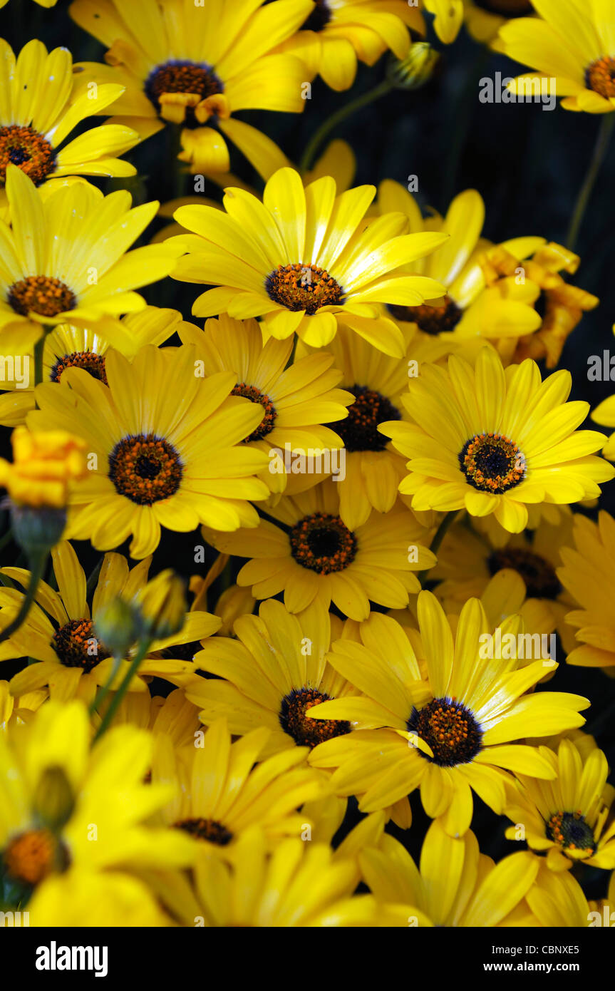 Dimorphotheca Aurantiaca Frühjahr Flash gelb Herbers halb winterhart jährlich im Sommer gelbe Blumen Blüten Pflanzenblüten Stockfoto