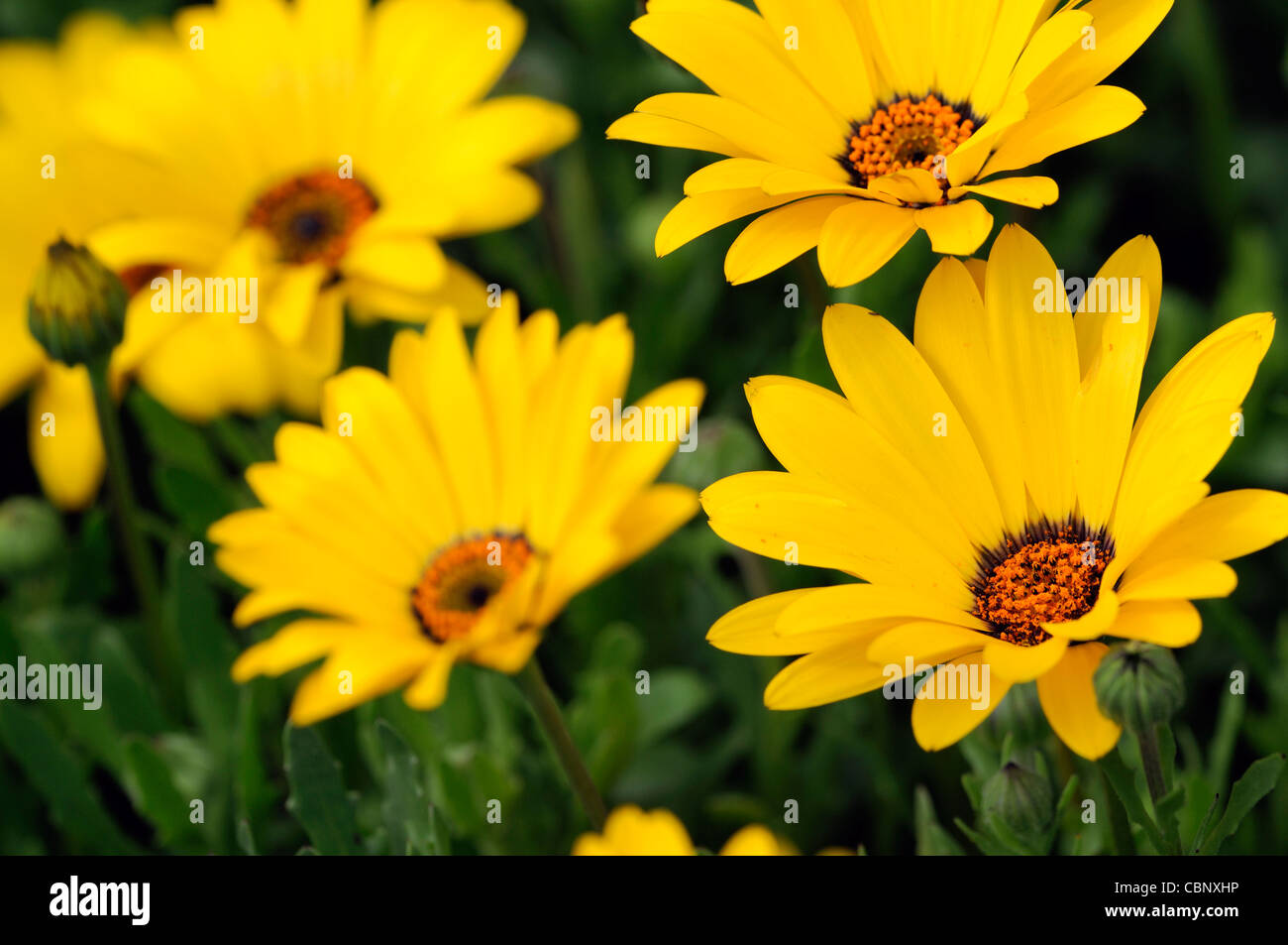 Dimorphotheca Aurantiaca Frühjahr Flash gelb Herbers halb winterhart jährlich im Sommer gelbe Blumen Blüten Pflanzenblüten Stockfoto