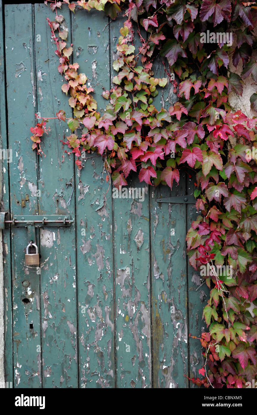 alte rustikale Holztür Abdeckung bedeckt Parthenocissus Tircuspidata wildem Herbst herbstliche Closeup Rot drehen sich verändernden f Stockfoto