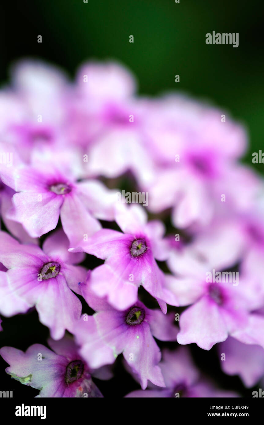 Verbena Seabrooks Lavendel Closeup Tiefenschärfe rosa Stauden Blumen Blüten Blüten Pflanzenportraits kompakte Verbreitung Stockfoto