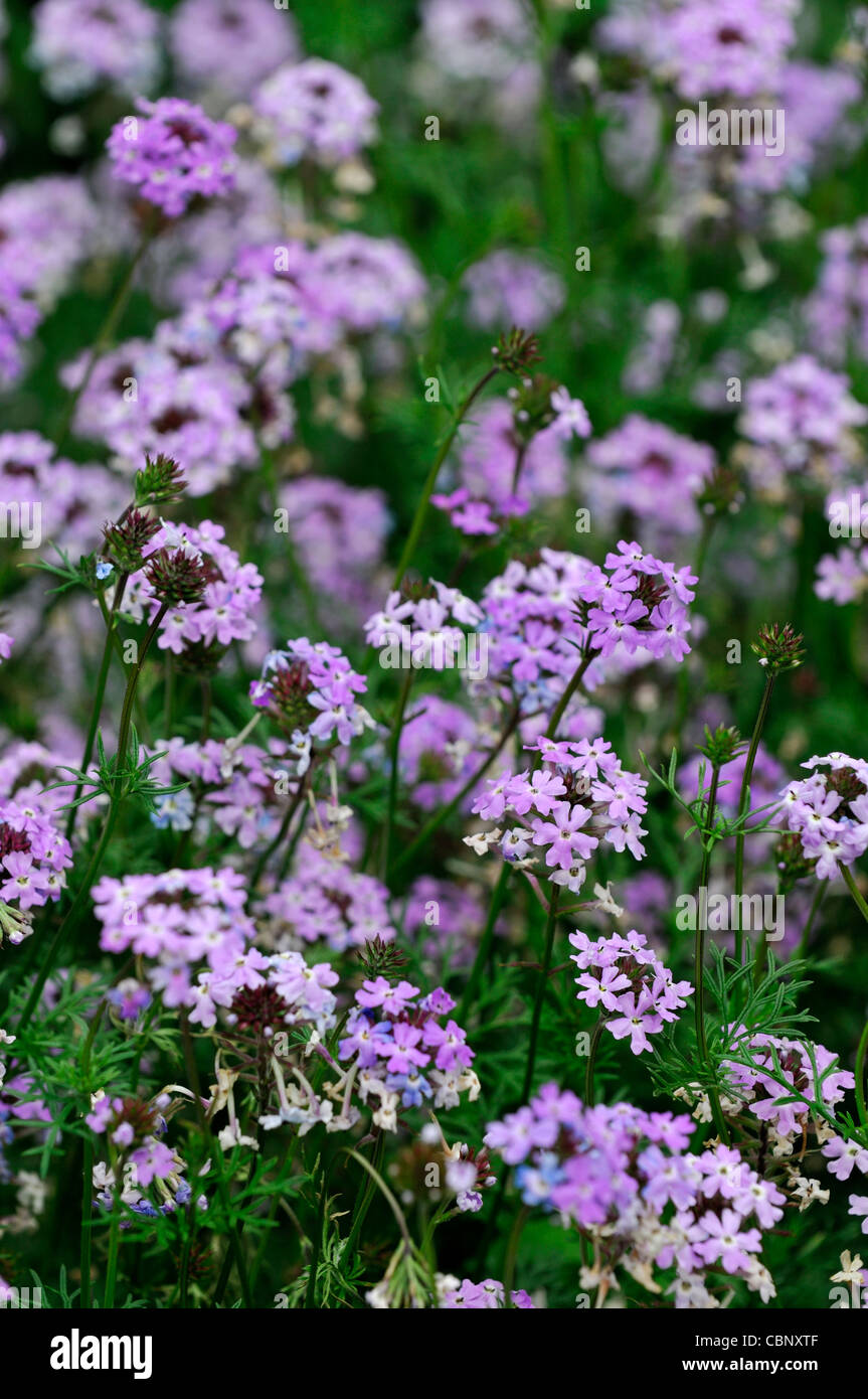Verbena Speciosa Sterling Sterne Trailing Eisenkraut zarte mehrjährige krautige Pflanze, die lila Blumen Blüte Blüten Stockfoto