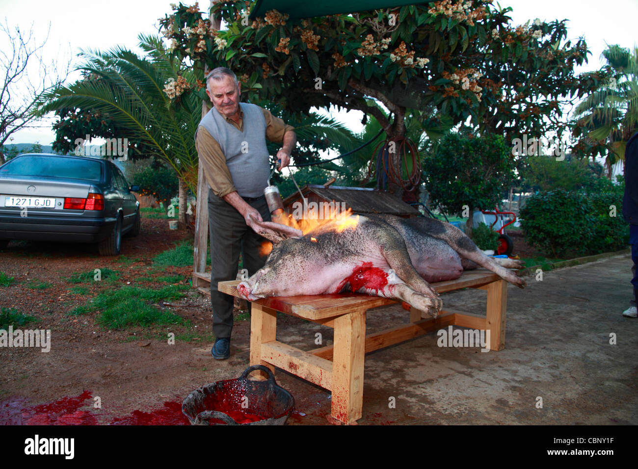 Landsmann brennen die Haare aus einem Toten Schwein, Ibiza traditionelle Schwein Schlachtung Stockfoto