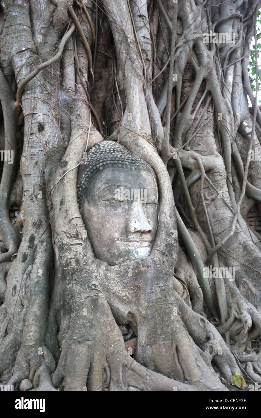 Der Buddha-Kopf in die Baumwurzeln. Stockfoto