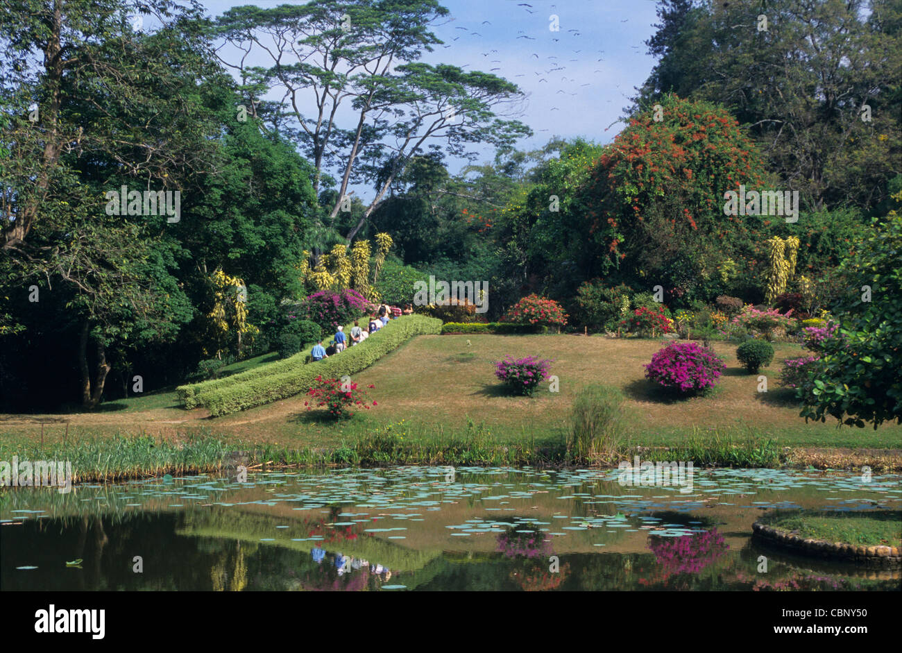 Peradeniya Botanical Garden, Kandy, Sri Lanka Stockfoto