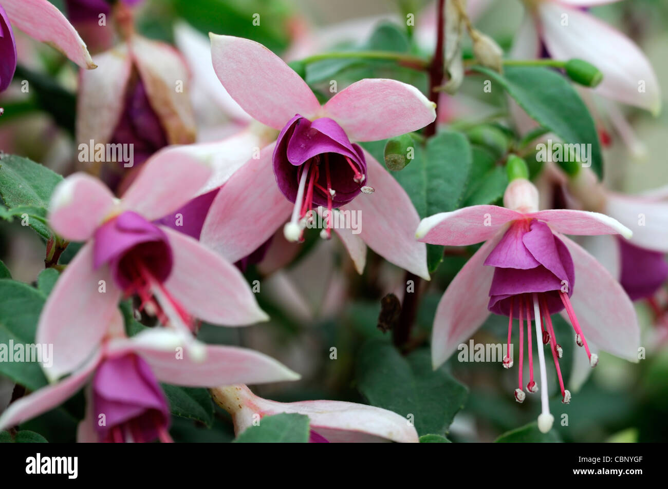 Fuchsia Diva Shania halbgefüllte hängenden weißen lila Blumen Blüten blühen mehrjährige sommergrüne shurb Stockfoto