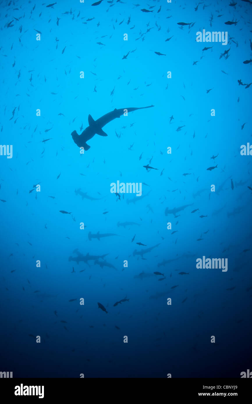 Überbacken, Hammerhaie, Sphyrna lewinii, Schule im blauen Wasser über einen felsigen, Strom gefegt Höhepunkt. Dieser Hai ist weltweit gefunden. Stockfoto