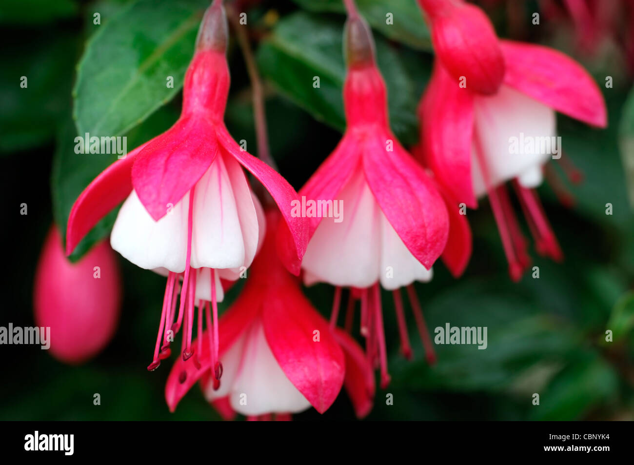 Pink Lady Daumen kompakt buschig Zwerg Strauch halbgefüllt Blüten purpurrosa Rohr Kelchblätter weiße Blütenblätter Stockfoto