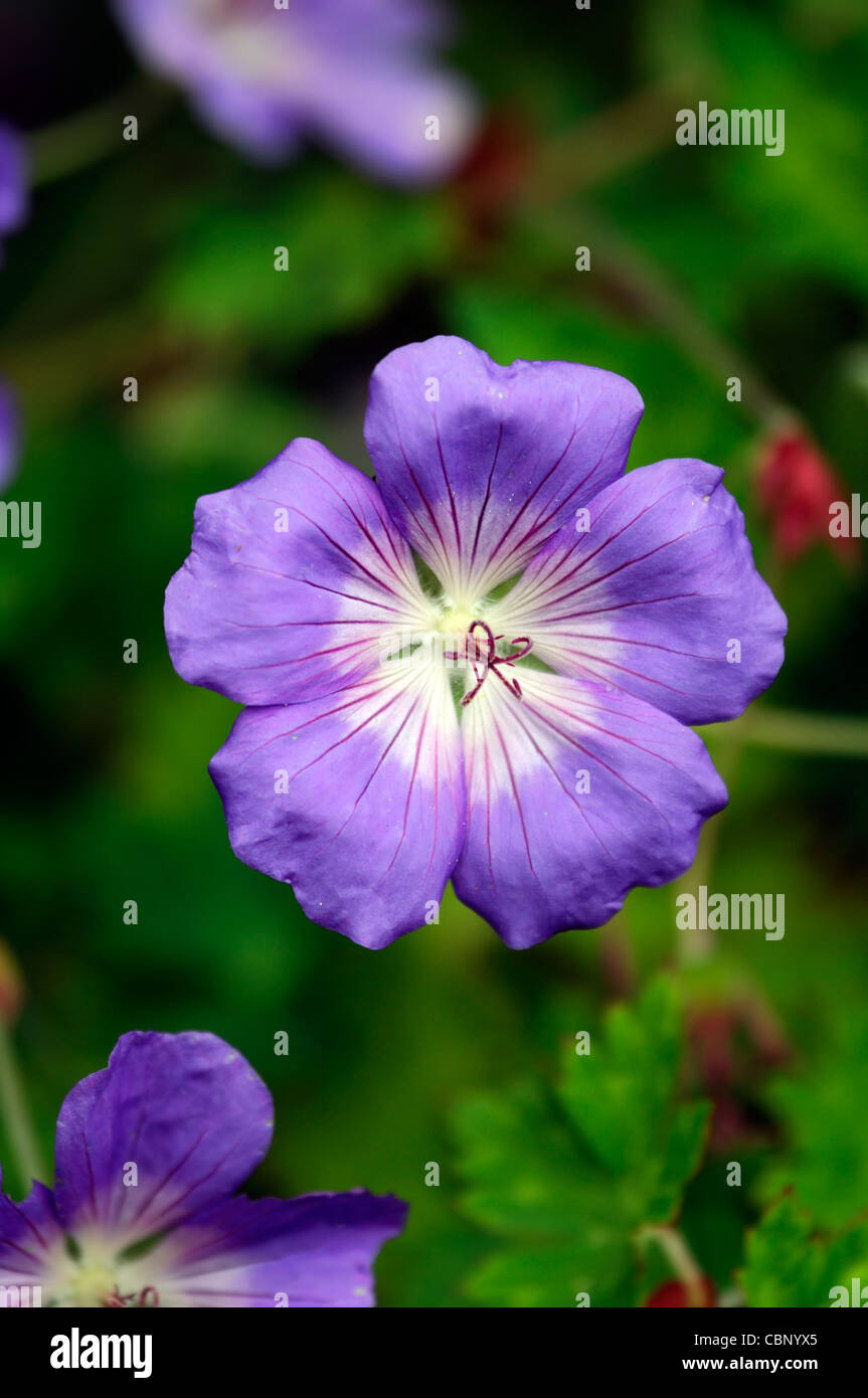 Geranium Himalayense lila blaue Stauden Blumen Blüten Pflanzen Porträts Storchschnäbel Sommer Closeup selektiven Fokus Stockfoto