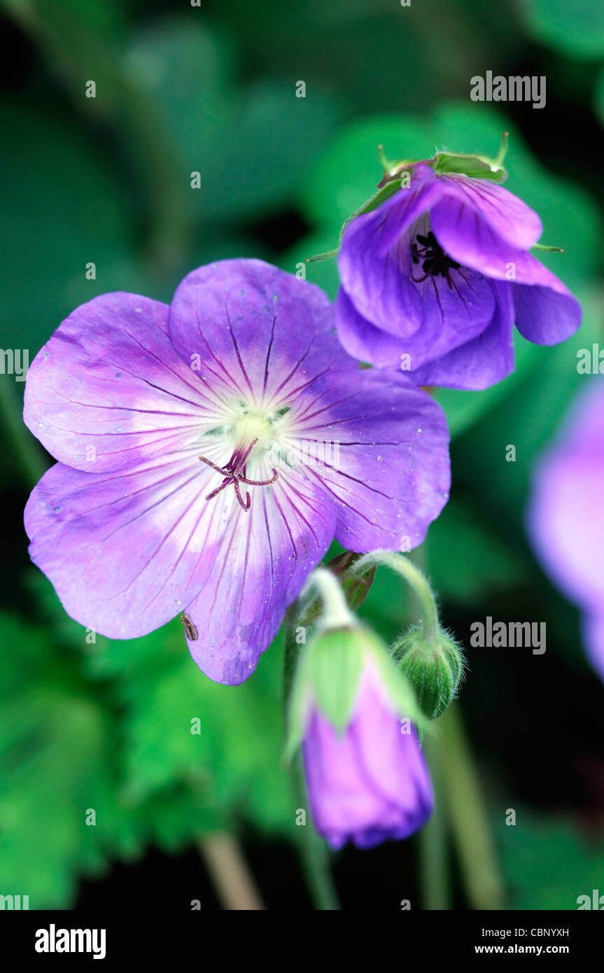 Storchschnabel jolly Bee Rozanne Storchschnabel Blumen Blüten-Blüten-Stauden blau lila Closeup hautnah Stockfoto