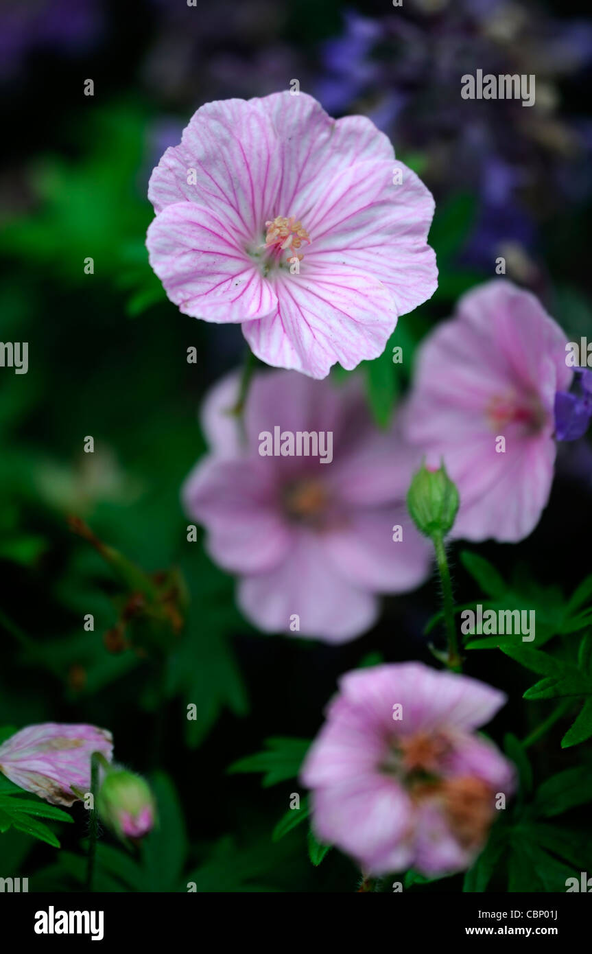 Geranium Sanguineum Var Lancastriense Syn Geranium Sanguineum Var Striatum Syn Geranium Sanguineum Var prostratum rosa Blume Stockfoto