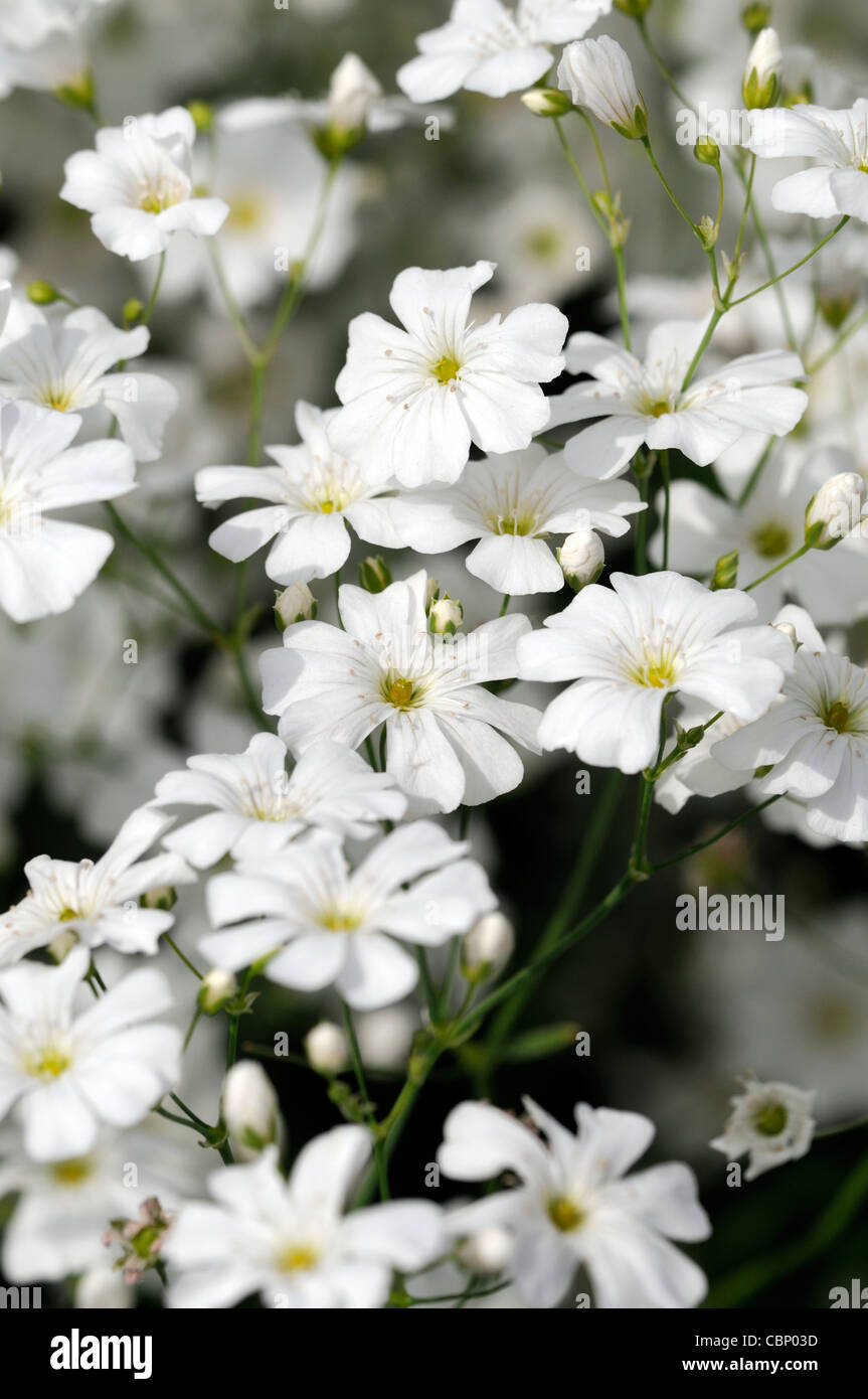 Schleierkraut Elegans Covent Garden weiß Blume Blüte blühen Babys Atem halbe winterharte einjährige Pflanzen reichlicher Fülle Blumen Stockfoto