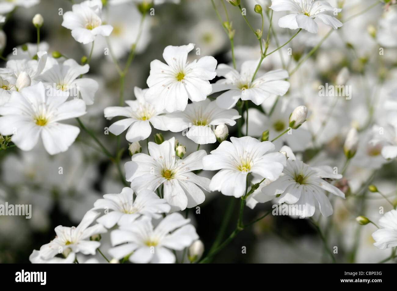Schleierkraut Elegans Covent Garden weiß Blume Blüte blühen Babys Atem halbe winterharte einjährige Pflanzen reichlicher Fülle Blumen Stockfoto