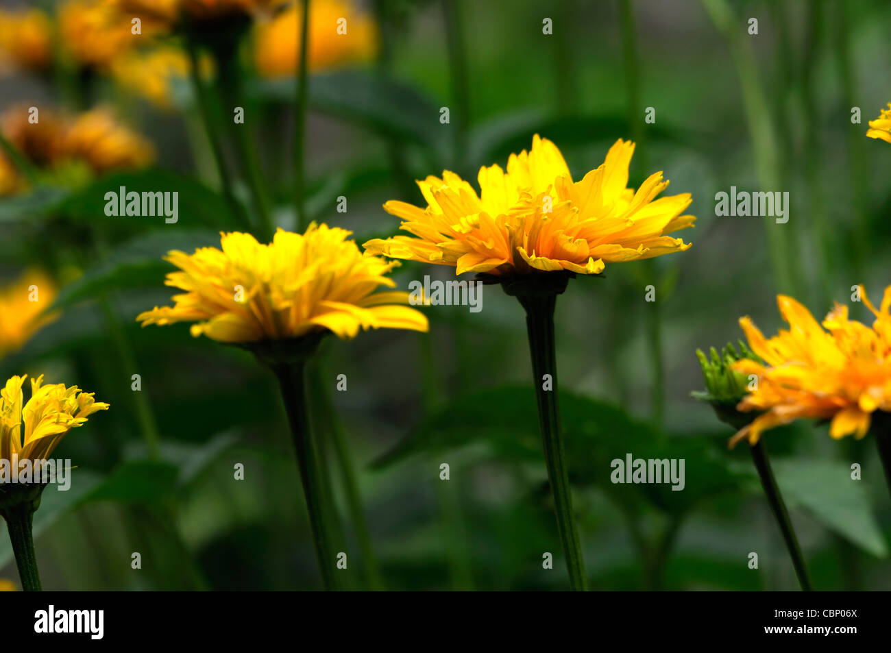 Heliopsis Helianthoides Var Scabra Goldspitze falsche Sonnenblume