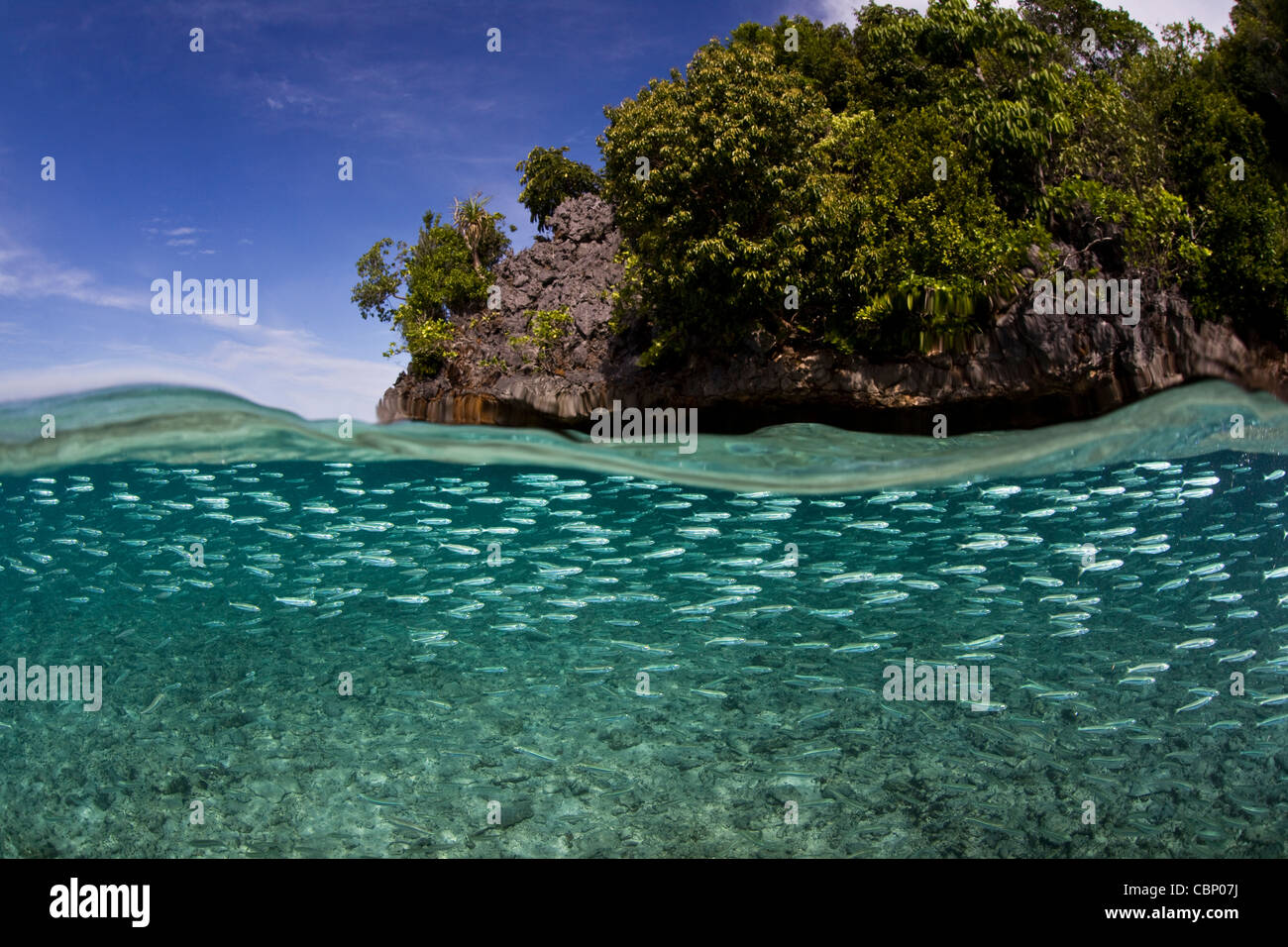 Eine Schule des schlanken Ährenfischartige, Hypoatherina Barnesi, Schwärme in der Nähe der Hinterschneidung einer Kalkstein-Insel in der Nähe von Misool. Stockfoto
