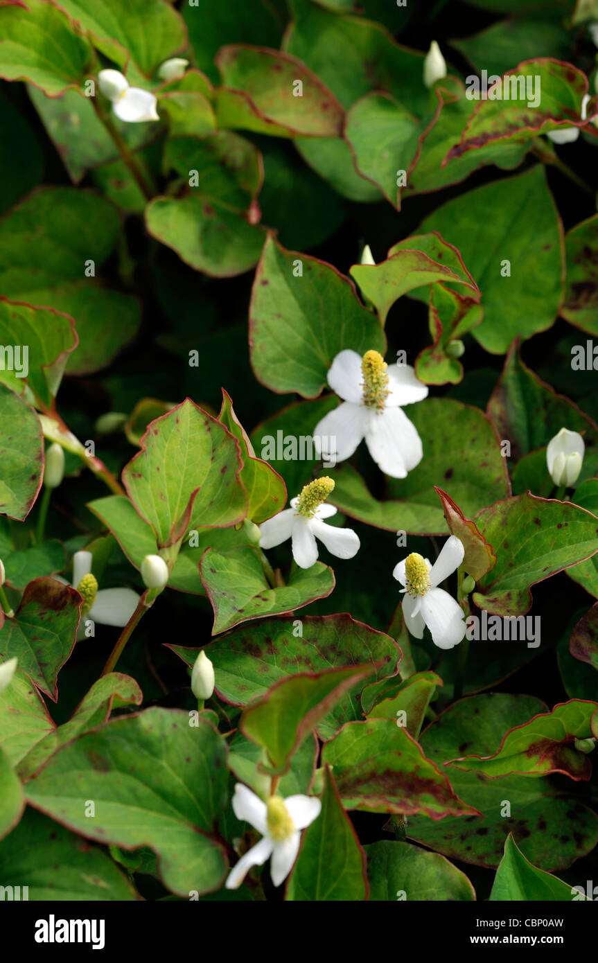 Houttuynie Cordata in Blume Houttuynia Cordata Chamäleon Pflanze Bodendecker Stauden weiß blühende Blüte Blumen-Nahaufnahme Stockfoto