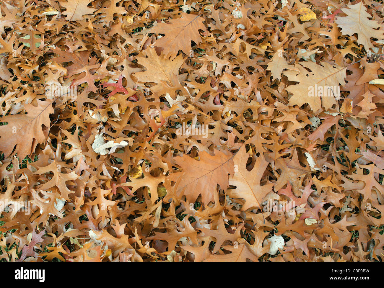 Gefallenen Herbstblätter Pin und Roteiche Quercus Palustris rubra Stockfoto