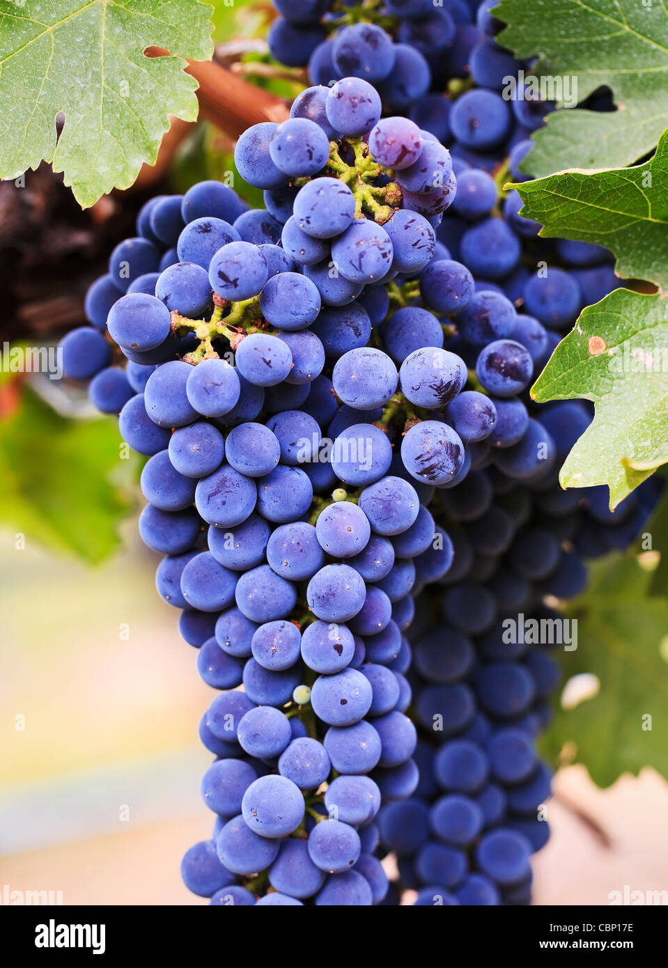 Lila Trauben, Merlot Sorte, am Weinstock, Okanagan Valley, Osoyoos, Britisch-Kolumbien, Kanada wachsen. Stockfoto