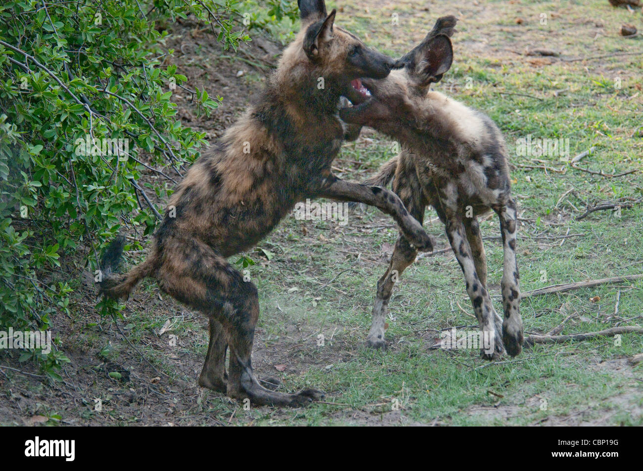 Afrika Botswana Linyanti Reserve-zwei afrikanische Wildhunde spielen Stockfoto