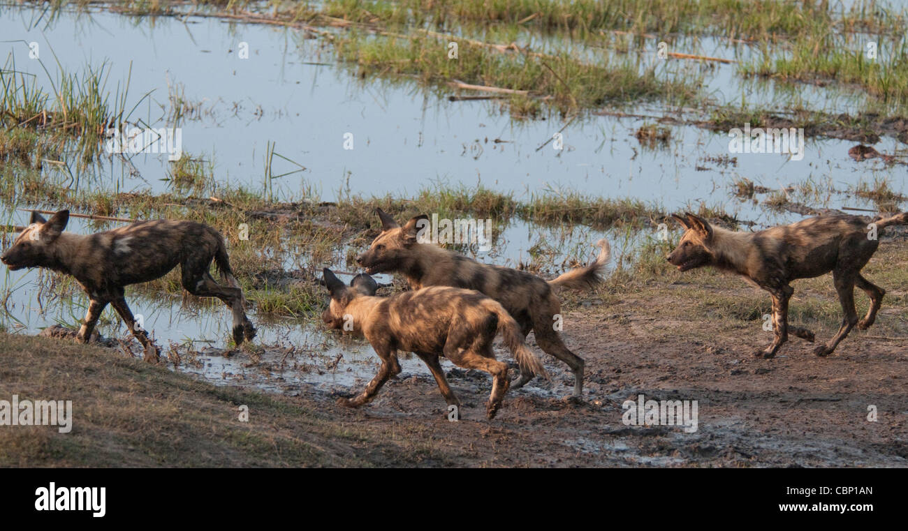 Kenia Botswana Linyanti Reserve-vier afrikanischen Wildhunde spielen und jagen Stockfoto