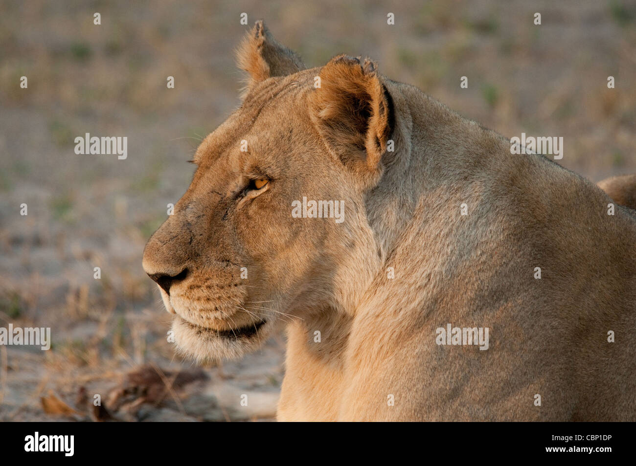 Afrika-Botswana-Linyanti Reserve-Head Schuss des Löwen Stockfoto