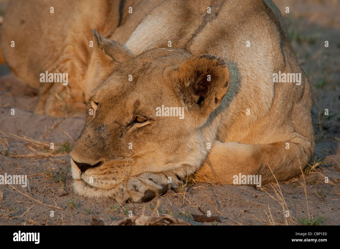 Afrika-Botswana-Linyanti Reserve-Head Schuss des Löwen ruhen Stockfoto