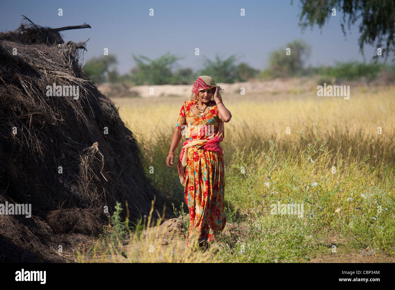 Indische Bishnoi Frau Landarbeiter in der Nähe von Rohet in Rajasthan, Nordindien Stockfoto