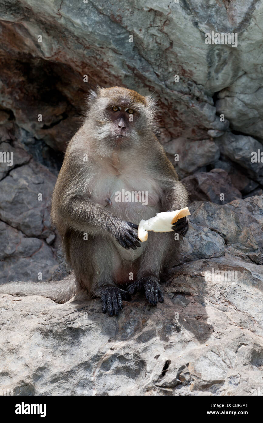 Affe, Brot zu essen Stockfoto