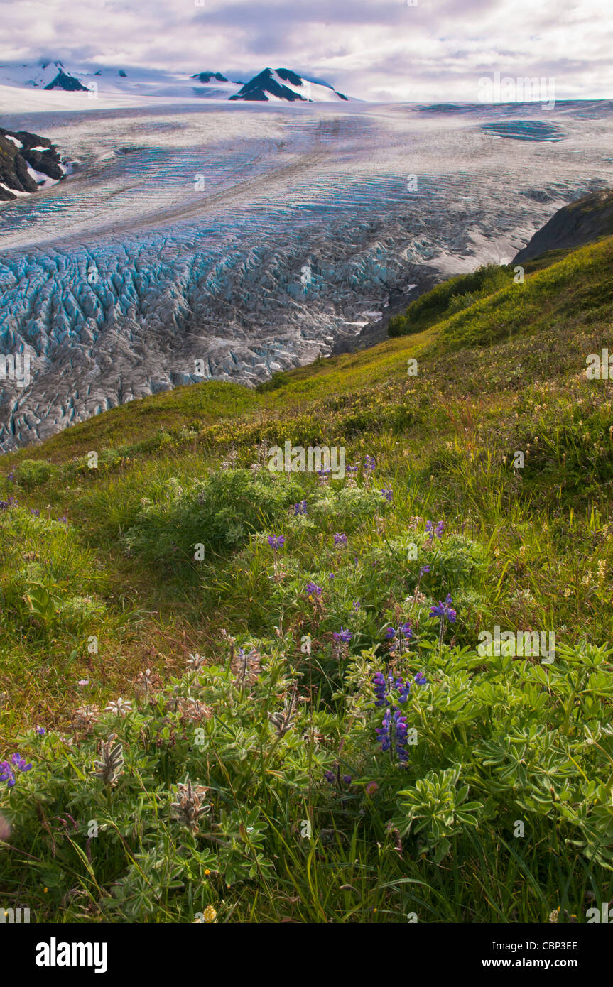 Harding Icefield & Exit-Gletscher, Kenai Fjords National Park, Seward, Alaska Stockfoto