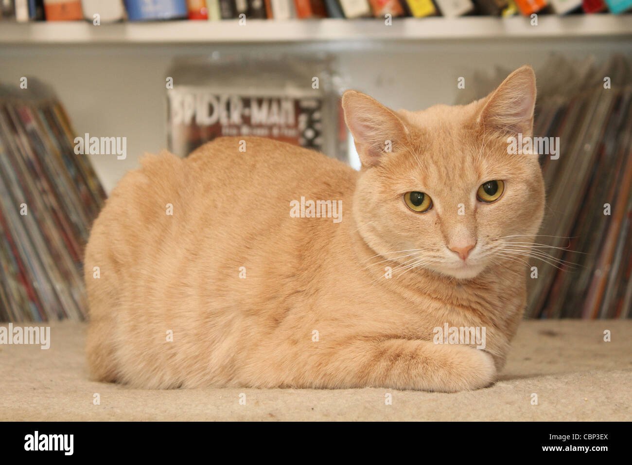 liegenden Teppich braun Hauskatze Stockfoto