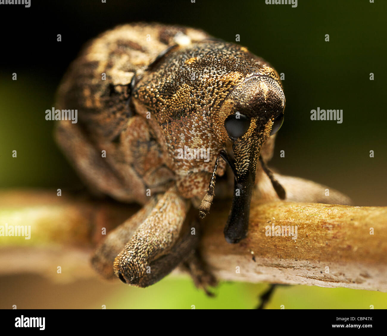 Rückwärts-gerochene Rüsselkäfer auf einem Ast Stockfoto