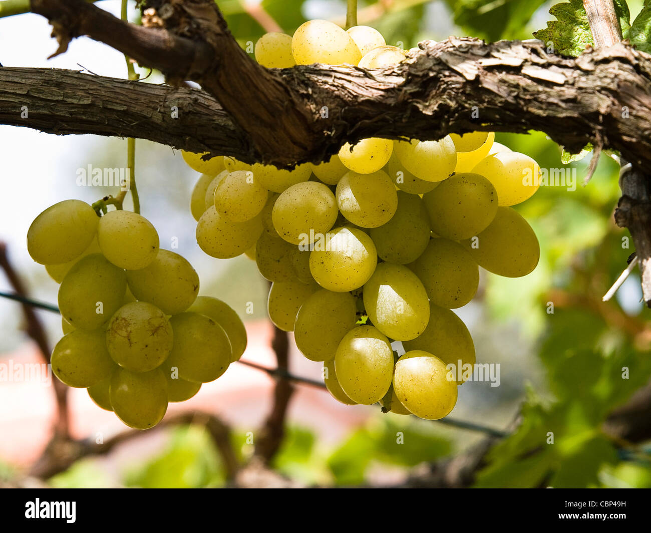 gelbe Trauben hängen im Weinberg Stockfoto