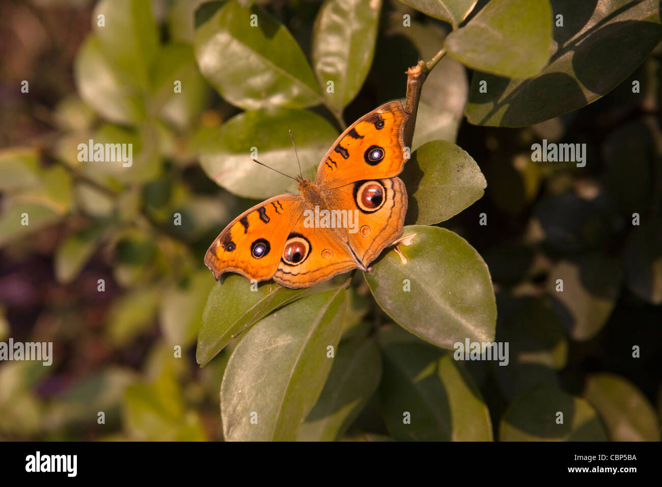 Indien, Bihar, Bodhgaya, Pfau Stiefmütterchen Schmetterling, präzises Almana ruht bei Sonnenschein auf bush Stockfoto