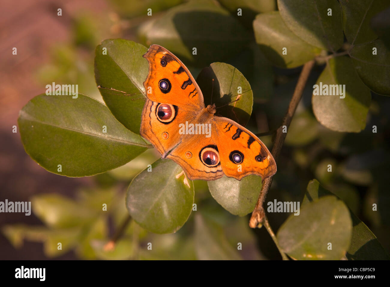 Indien, Bihar, Bodhgaya, Pfau Stiefmütterchen Schmetterling, präzises Almana ruht bei Sonnenschein auf bush Stockfoto
