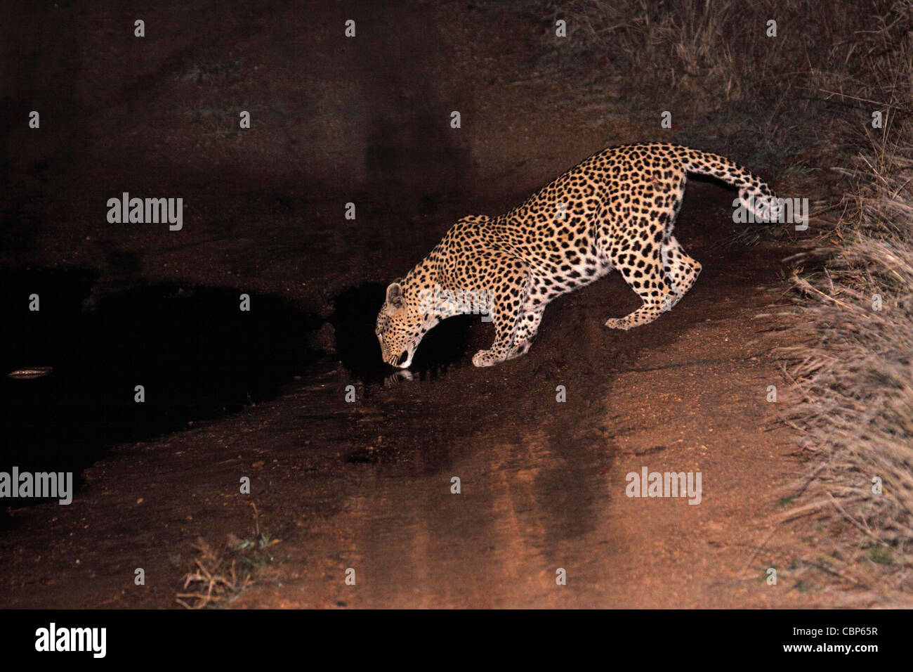 Leopard aus Pfütze auf dem richtigen Weg durch den Busch zu trinken Stockfoto