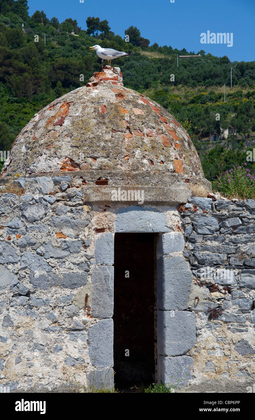 Große Schwarze - zurück Möwe (Larus marinus) auf eine Ruine der Festung, Portovenere, Ligurien di Levante, Italien, Mittelmeer, Europa Stockfoto