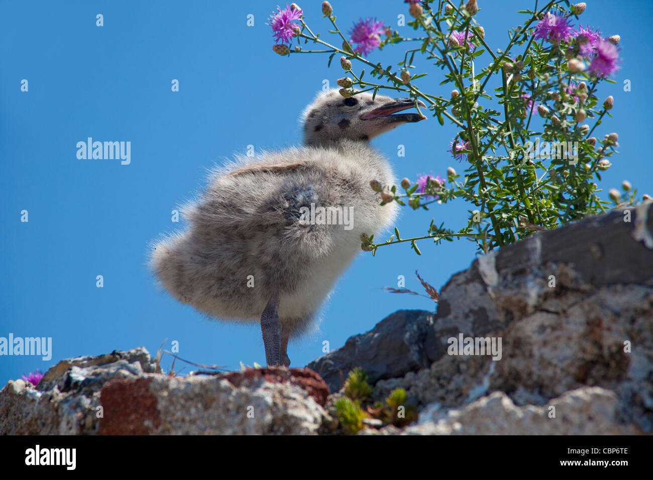 Junge Große Schwarze - zurück Möwe (Larus marinus) Küken, auf eine Ruine der Festung, Portovenere, Ligurien di Levante, Italien, Mittelmeer, Europa Stockfoto