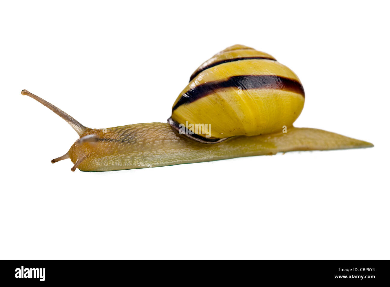 Garten Schnecke isoliert auf weißem Hintergrund Stockfoto