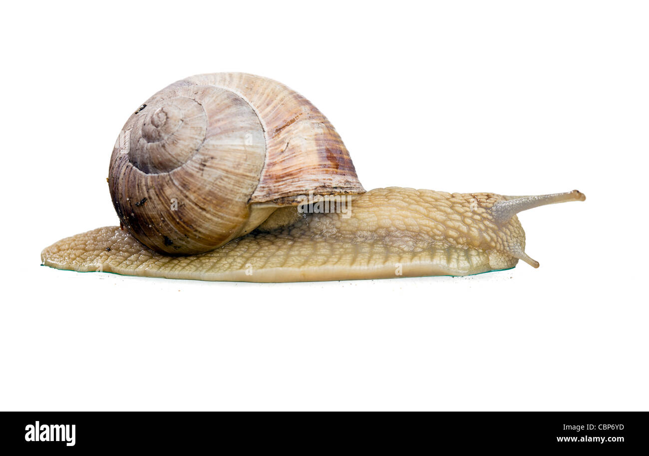 Garten Schnecke isoliert auf weißem Hintergrund Stockfoto