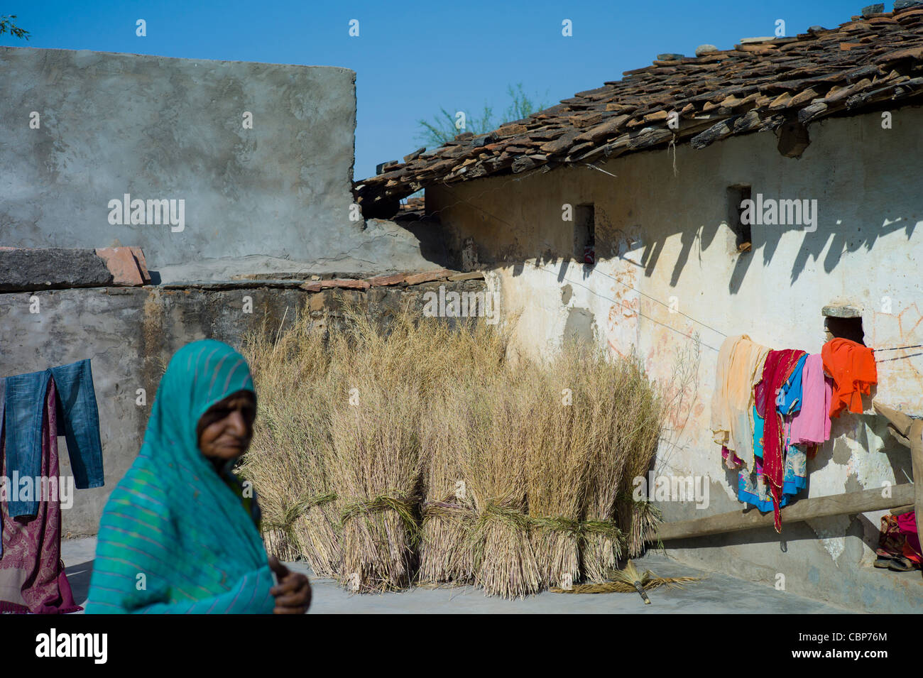 Trocknung, Senf Ernte zu Hause und Wäsche auf der Wäscheleine in Tarpal in Pali Bezirk von Rajasthan, Westindien Stockfoto