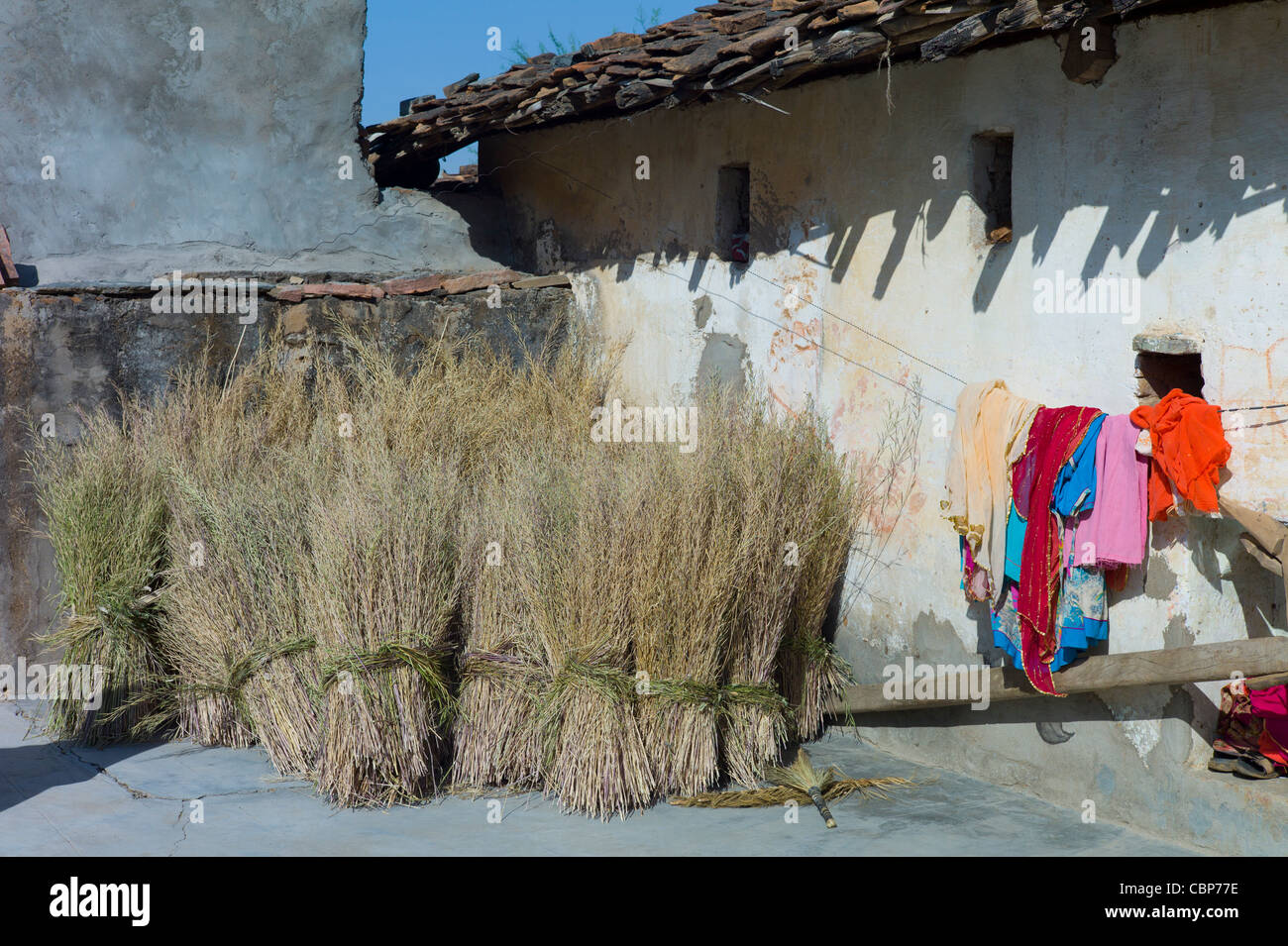 Trocknung, Senf Ernte zu Hause und Wäsche auf der Wäscheleine in Tarpal in Pali Bezirk von Rajasthan, Westindien Stockfoto