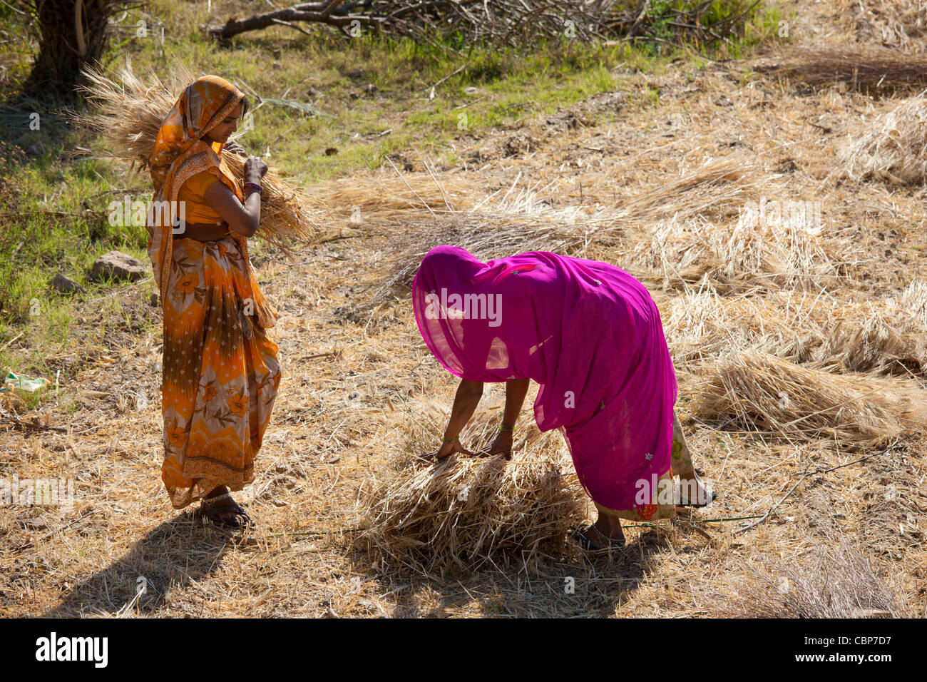 Frauen Landarbeiter an Jaswant Garh in Rajasthan, Westindien Stockfoto