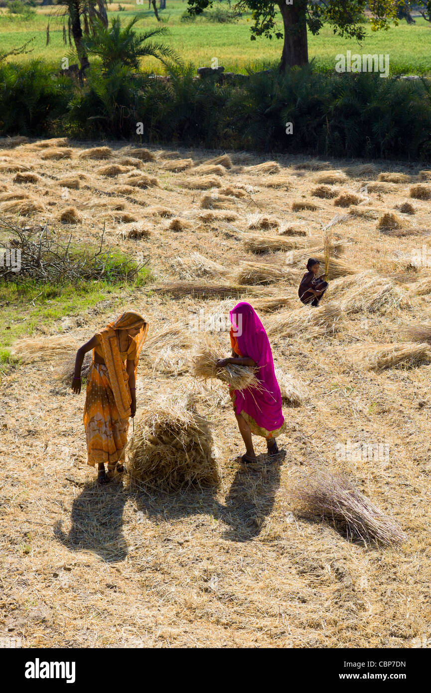 Landwirtschaftliche Arbeitnehmerinnen bei Jaswant Garh in Rajasthan, Westindien Stockfoto