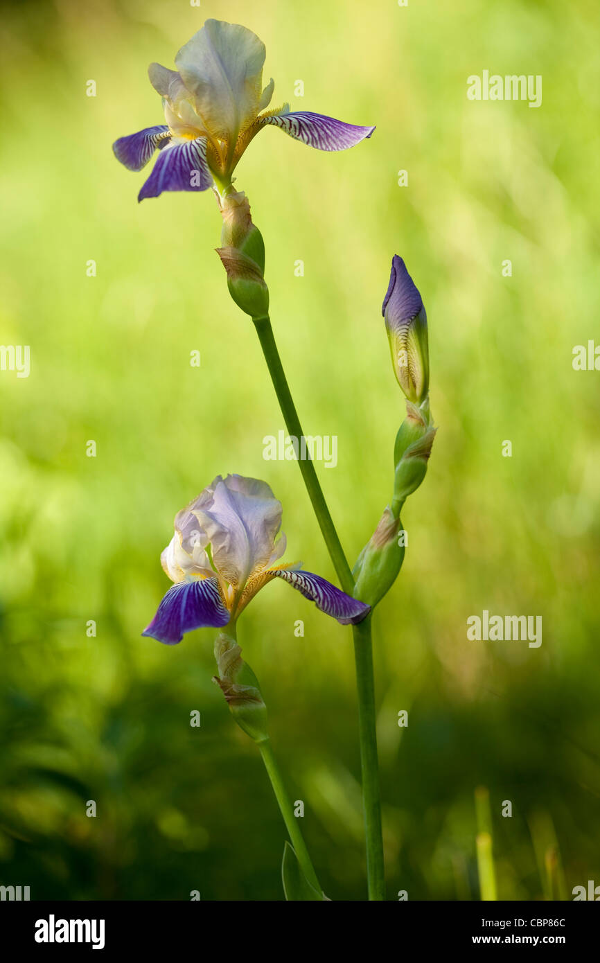 violette Iris am Stiel in natürlichem Licht Stockfoto