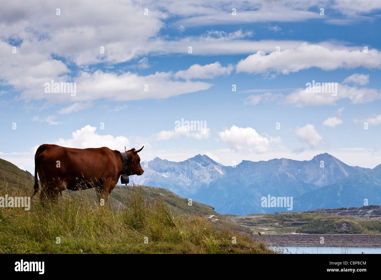 Kuh mit Kuhglocken. Französische Alpen. Stockfoto