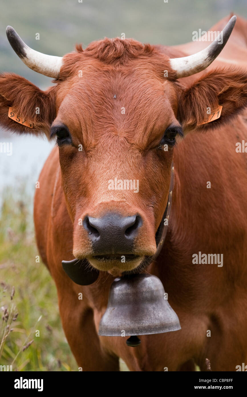 Kühe mit Kuhglocken. Französische Alpen. Stockfoto